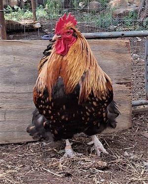 Golden Laced Orpington rooster 