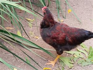 Chickens