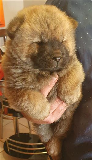 Purebred chow chow pupies