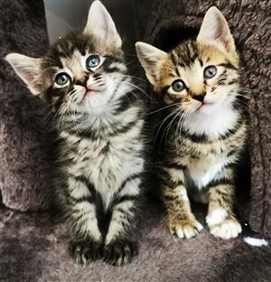 Cute Maincoon cross Bengal kittens