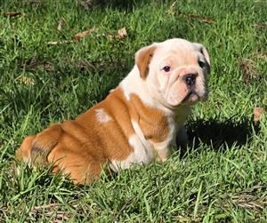 Beautiful English bulldog puppies available 