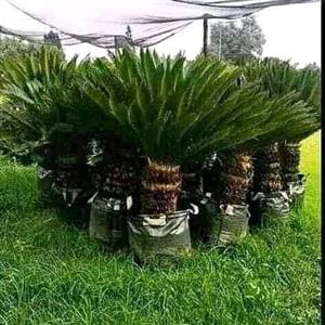 Cycas trees