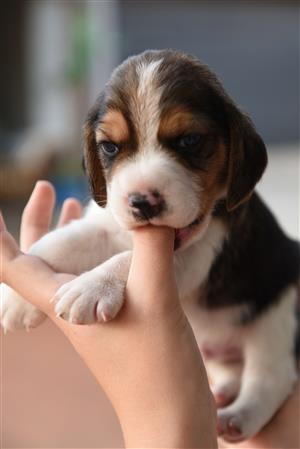 Beagle Puppies