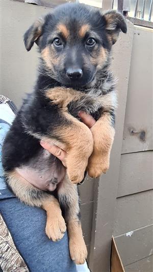 German Shepherd puppies for sale 8 weeks old