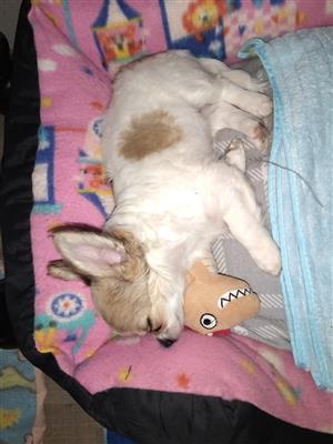 CHIHUAHUA PUPPIE  8weeks vaccinated and deworm, male price, ng 