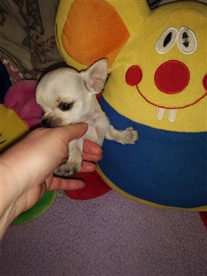 Adorable Chihuahua Puppies For Sale