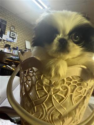Miniature Pekingese male puppy for sale