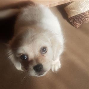 PeekaPoo (Poodle X Pekingese)