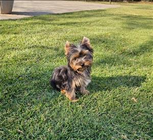Yorkie 