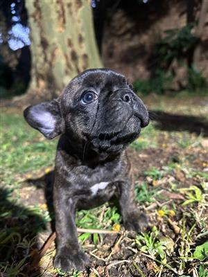 Frenchton puppies