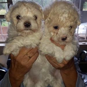 Maltese pups 