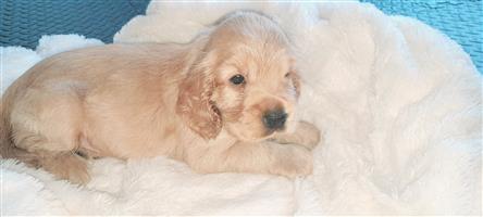 Purebred English Cocker Spaniel Puppies for sale
