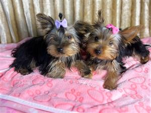 Yorkies
