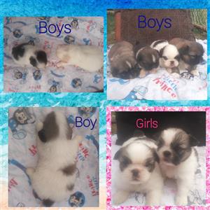 Pekingese puppies 