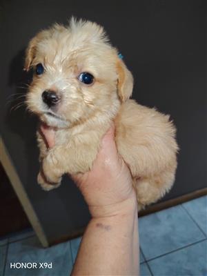 Yorkie puppies all the colours