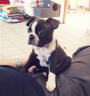 boston terrier puppies for sale junkmail