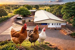 Award-Winning CHICKEN 25 HA Farm with Abattoir – Prime Limpopo Investment!