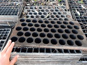 Seedling Trays for sale