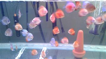 Discus Fish for sale