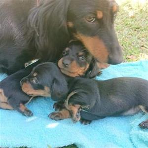 Mini Dachshund puppies 