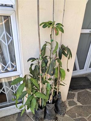Fruit-bearing Grafted Sensation Mango Trees (3 available)