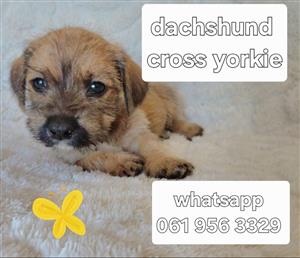 Dachshund x yorkie puppies