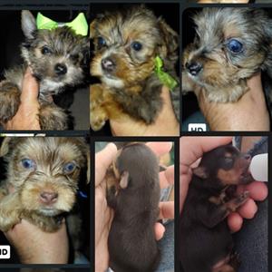 YORKIE MALE PUPPIES 