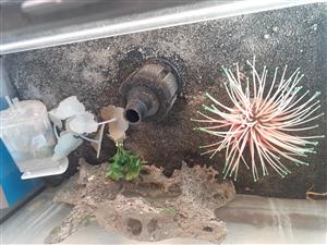2ft fish tank