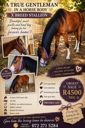 Horse for sale