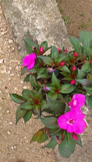 Sunpatiens  A Bag  GARDEN MARKET PLACE  NO 1 Gardens Road. HILLCREST