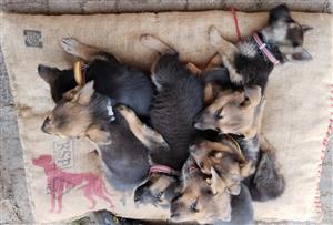 German Shepherd puppies for sale 
