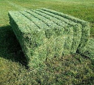 Alfalfa Hay, Oaten Hay, Rhodes Hay, Wheat Hay, Timothy Hay
