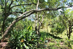 Plot Offering Space, Character and Convenience in Port Alfred