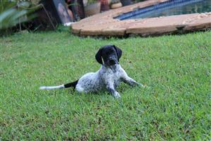 German Shorthaired Pointer Puppies