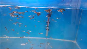 Colorful guppies for sale