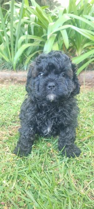 Gorgeous shih/poo male companions available 