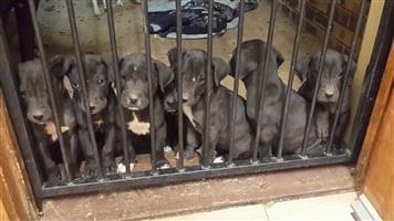 Great Dane puppies  (Pure Breed )