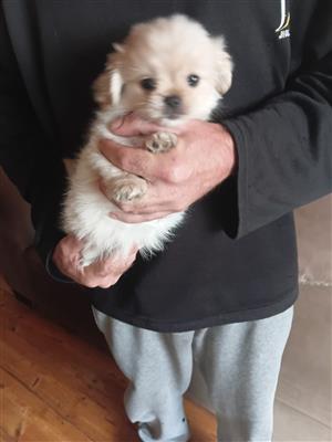 Maltese x Pekingese 