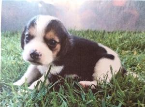 BEAUTIFUL BEAGLE PUPPIES at a Special price
