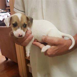 Jack Russell pups