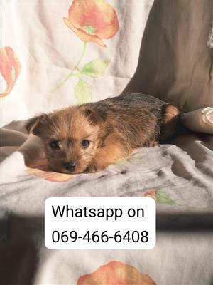 Dorkie puppies (dachshund x yorkie) 