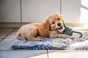 Golden Retriever puppies 