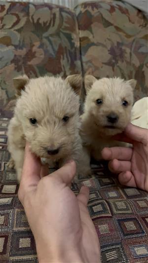 Scottish terrier puppies. 