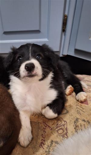 Border Collie Puppies