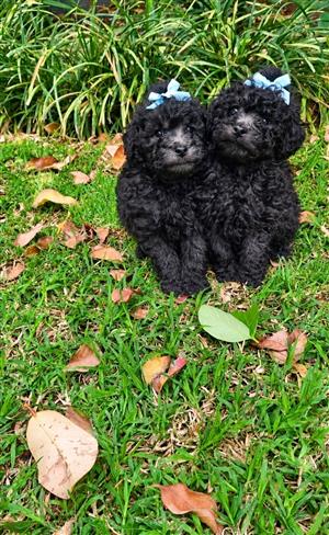 French toy poodle