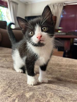 Beautiful kitten available 