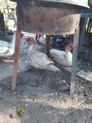 Male White Moskovies for sale