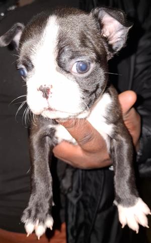 Boston puppies