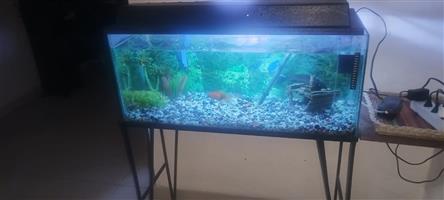 Fish tank