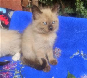 Beautifull Main Coon Seal point kitten